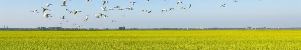 ธนวันต์ สกุลมี